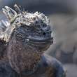 MarineIguana_1D X6592