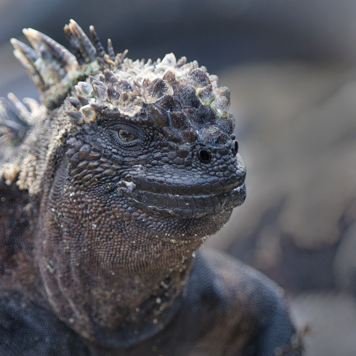 MarineIguana_1D X6592