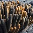 CactusOnLava_PuntaEspinoza_1D X7218
