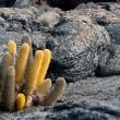 CactusAndLava_PuntaEspinoza_1D X7228