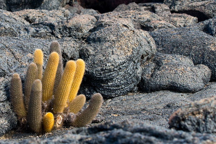 CactusAndLava_PuntaEspinoza_1D X7228
