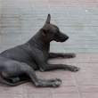 Peruvian hairless dog, Paracas