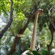 Dinosaur in park. Guayaquil.